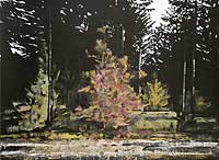 Color In the Woods